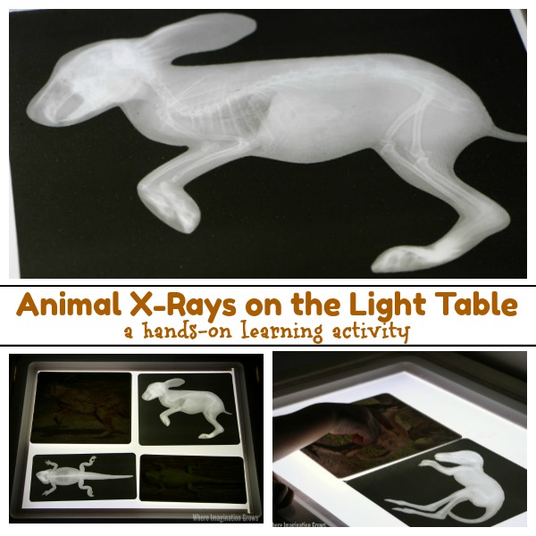 Animal X Rays Printables